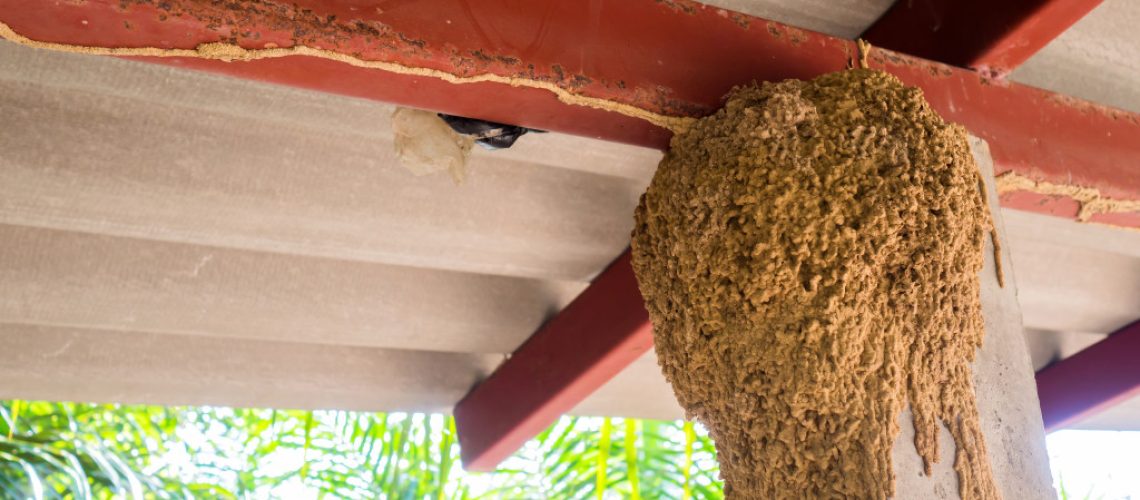 column of a house being infested with insects